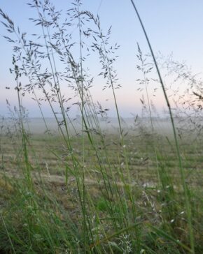 Längtans sommaräng