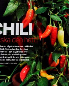 _DSC0697 chili uppslag, crop, fix - s crop II