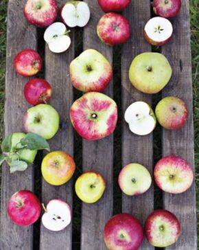 apple-iii